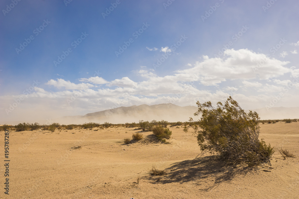 Desert creosote bush grows in the midst of the Mojave Desert in southern California.