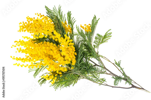 Branch of blooming yellow Acacia dealbata, isolated on white background photo