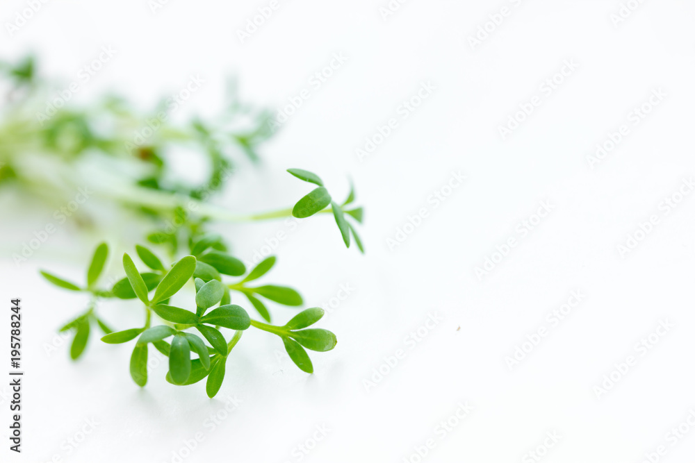Fresh green cress salad sprouts close up on white background Fresh green cress salad sprouts close up on white background