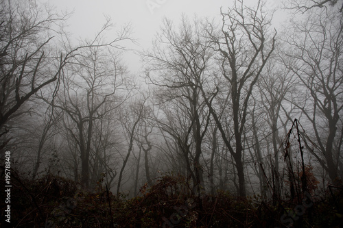 Landscape with beautiful fog in forest on hill or Trail through a mysterious winter forest with autumn leaves on the ground. Road through a winter forest. Magical atmosphere. Azerbaijan