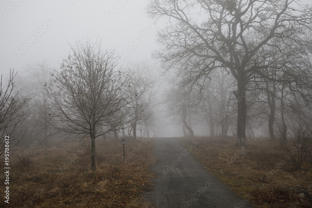 Landscape with beautiful fog in forest on hill or Trail through a mysterious winter forest with autumn leaves on the ground. Road through a winter forest. Magical atmosphere. Azerbaijan Landscape with beautiful fog in forest on hill or Trail through a mysterious winter forest with autumn leaves on the ground. Road through a winter forest. Magical atmosphere. Azerbaijan