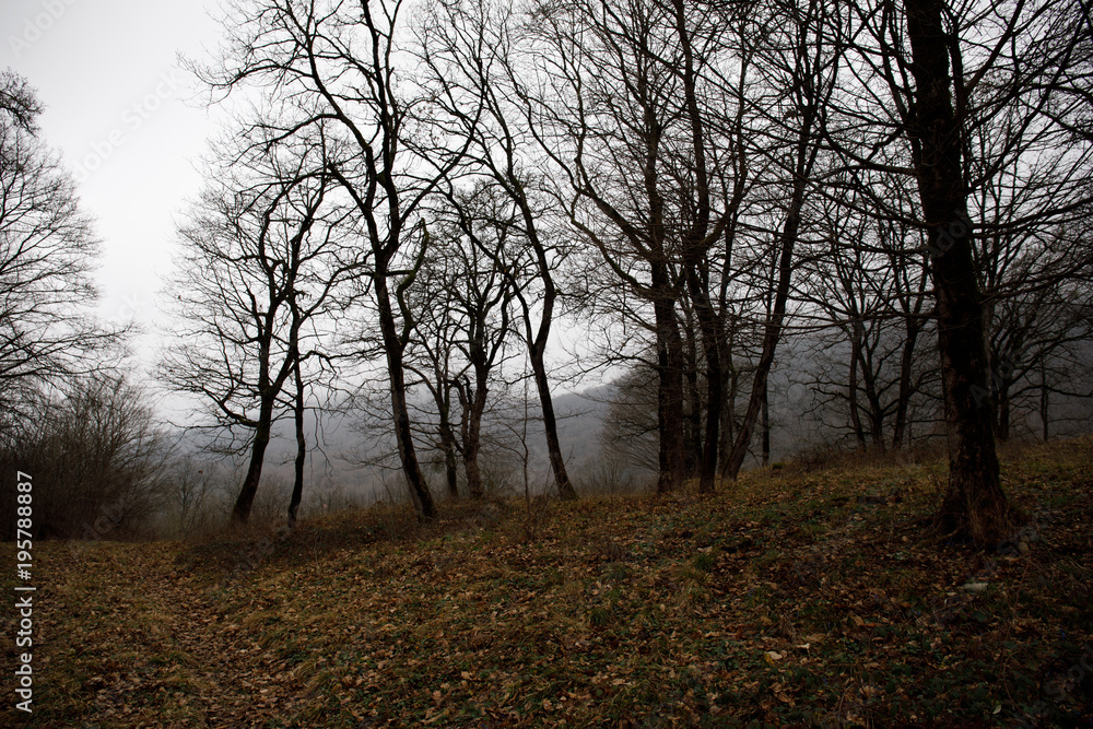 Landscape with beautiful fog in forest on hill or Trail through a mysterious winter forest with autumn leaves on the ground. Road through a winter forest. Magical atmosphere. Azerbaijan Landscape with beautiful fog in forest on hill or Trail through a mysterious winter forest with autumn leaves on the ground. Road through a winter forest. Magical atmosphere. Azerbaijan