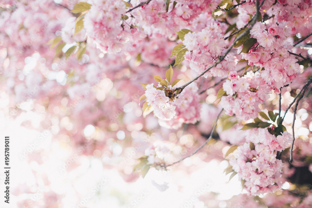 Beautiful flowering sakura trees. Springtime outdoor scene. Warm filtered Beautiful flowering sakura trees. Springtime outdoor scene. Warm filtered