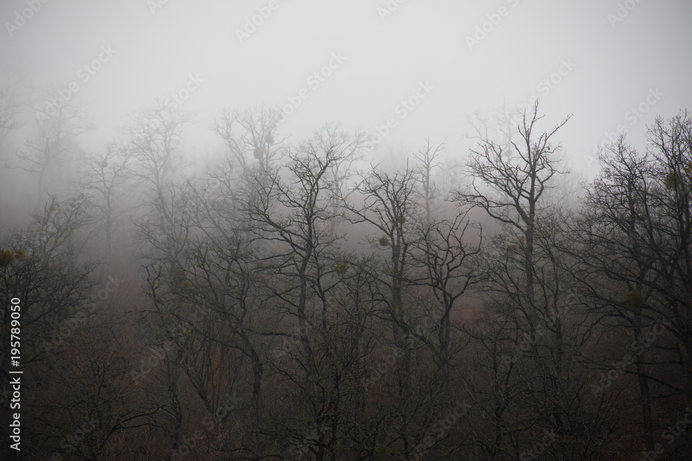 Landscape with beautiful fog in forest on hill or Trail through a mysterious winter forest with autumn leaves on the ground. Road through a winter forest. Magical atmosphere. Azerbaijan Landscape with beautiful fog in forest on hill or Trail through a mysterious winter forest with autumn leaves on the ground. Road through a winter forest. Magical atmosphere. Azerbaijan