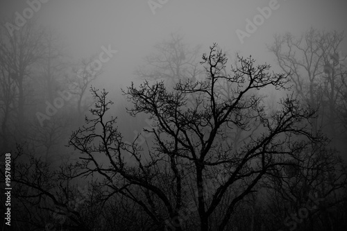 Landscape with beautiful fog in forest on hill or Trail through a mysterious winter forest with autumn leaves on the ground. Road through a winter forest. Magical atmosphere. Azerbaijan