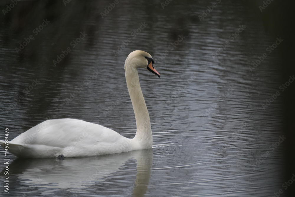 cygne cygne