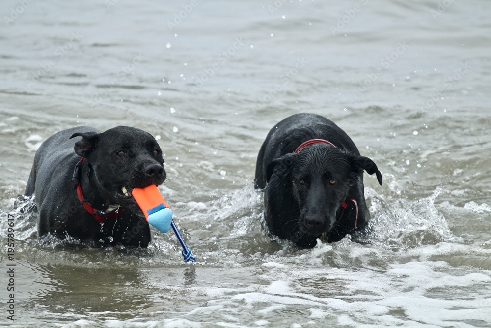 two black dogs playing in the ocean two black dogs playing in the ocean