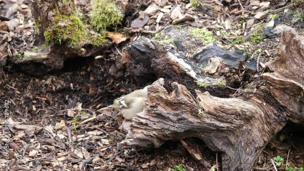 Chaffinch on a Tree Stump. Fringilla coelebs Chaffinch on a Tree Stump. Fringilla coelebs