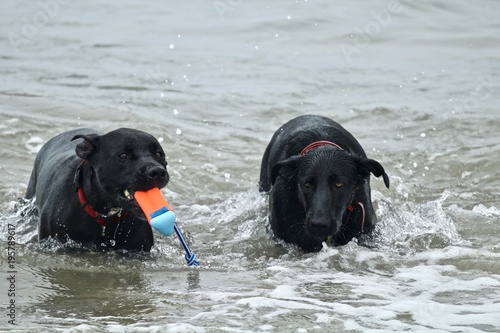two black dogs playing in the ocean