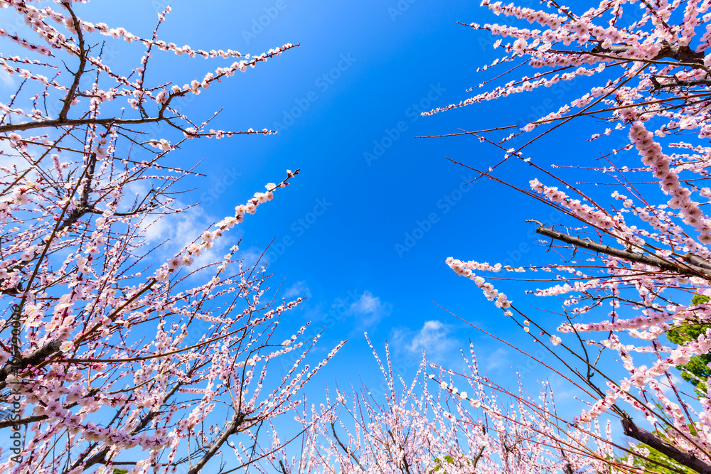 青空と梅の花　Blue sky and plum blossoms