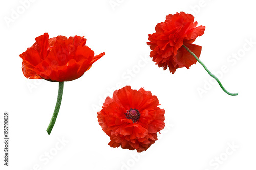 Red poppy. Fresh live flowers of a red poppy. Isolated  white background.