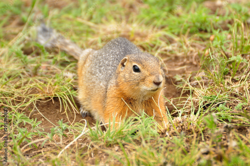 Cute wild gopher in the grass Cute wild gopher in the grass