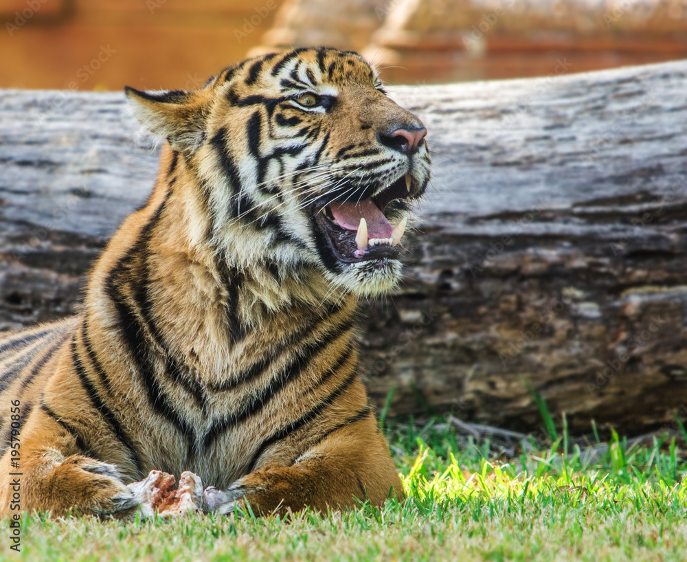 Fototapeta premium Tiger Teeth