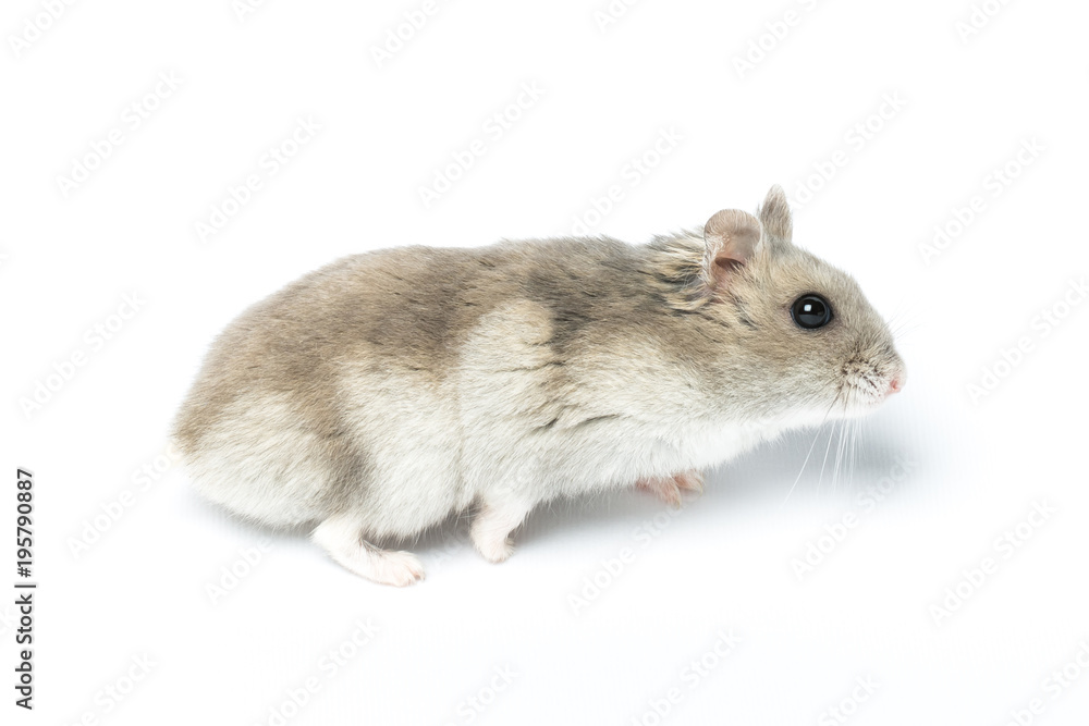 Djungarian hamster or Siberian dwarf on a white background. Latin name Phodopus sungorus. Concept most popular pets. Djungarian hamster or Siberian dwarf on a white background. Latin name Phodopus sungorus. Concept most popular pets.