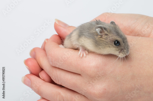Djungarian hamster or Siberian dwarf holding in hands. Latin name Phodopus sungorus. Concept most popular pets.
