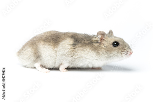 Djungarian hamster or Siberian dwarf on a white background. Latin name Phodopus sungorus. Concept most popular pets.