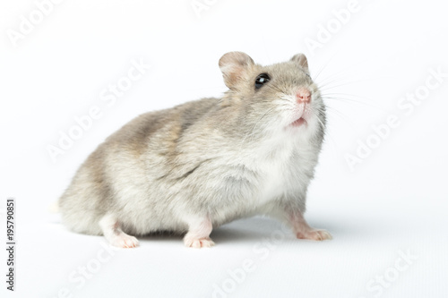 Djungarian hamster or Siberian dwarf on a white background. Latin name Phodopus sungorus. Concept most popular pets.