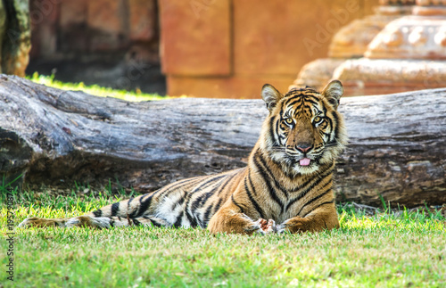 Tiger Sitting 