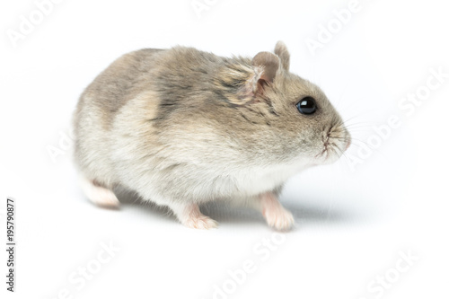 Djungarian hamster or Siberian dwarf on a white background. Latin name Phodopus sungorus. Concept most popular pets. © bluebeat76