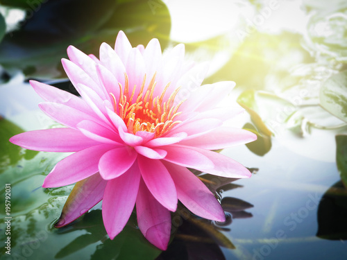 Beautiful lotus flower, lily water
