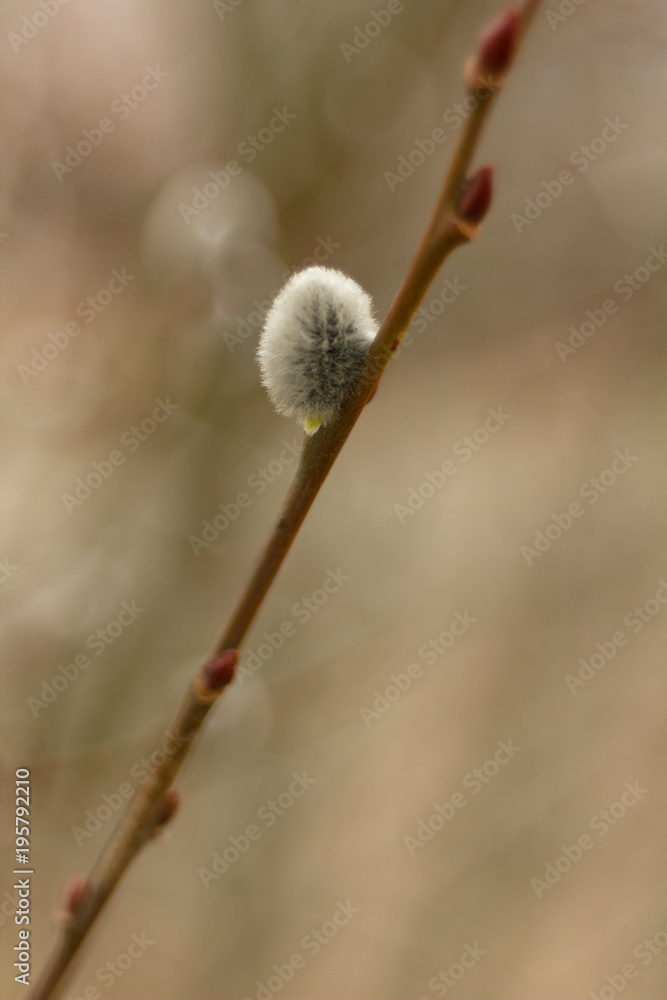 Salix discolor - Cats are one of the symbols of spring and Easter. Typically, they are twigs of the willow, with partially budding buds - flowers Salix discolor - Cats are one of the symbols of spring and Easter. Typically, they are twigs of the willow, with partially budding buds - flowers