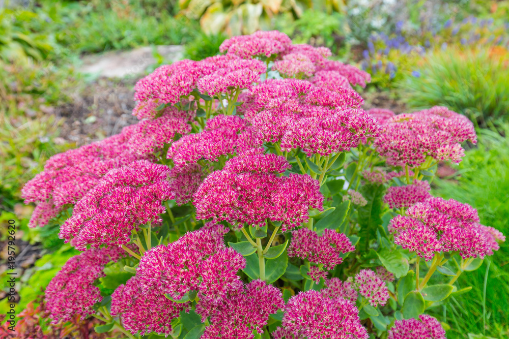 Plant Sedum prominent (lat. Sedum spectabile) Plant Sedum prominent (lat. Sedum spectabile)