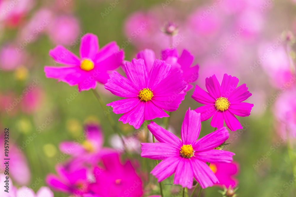 close up colorful pink cosmos flowers blooming in the field on sunny day close up colorful pink cosmos flowers blooming in the field on sunny day