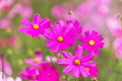 close up colorful pink cosmos flowers blooming in the field on sunny day  © Soonthorn