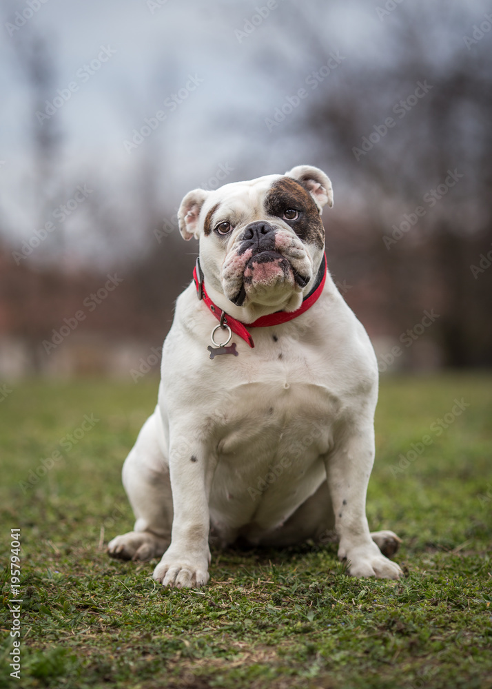 Vertical photo of White English Bulldog