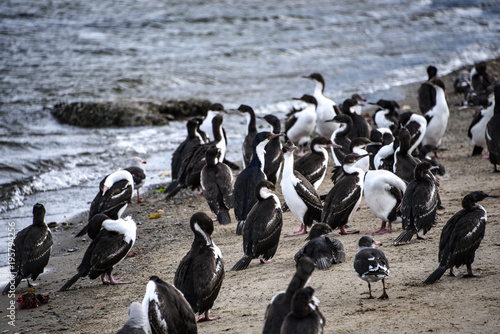 Flocks of Cormorants and Seagulls on the beach in Punta Arenas, Chile