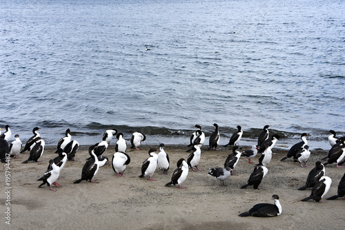 Flocks of Cormorants and Seagulls on the beach in Punta Arenas, Chile