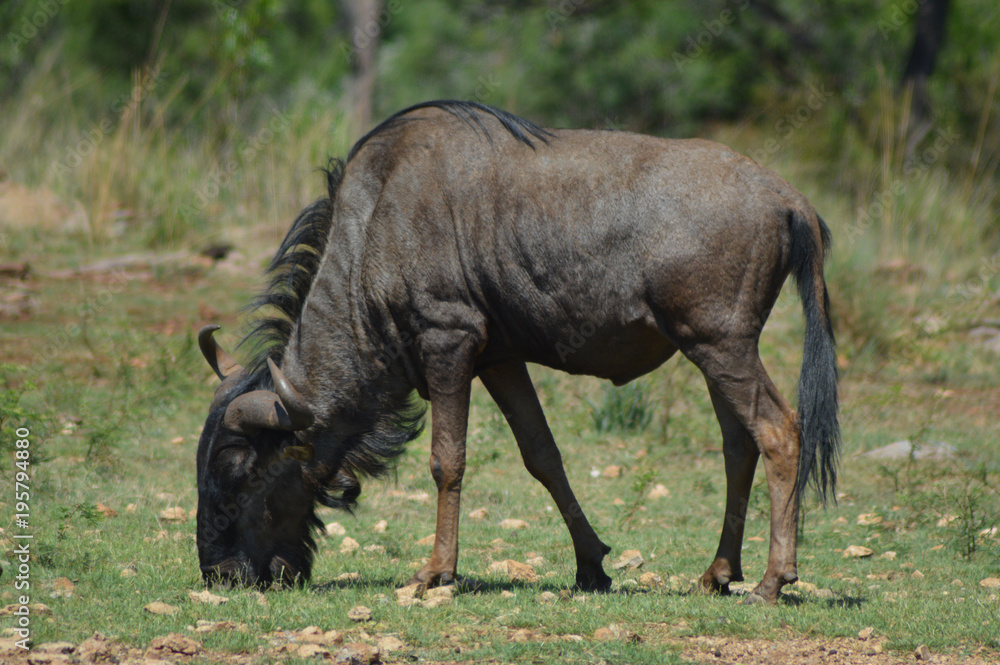 Blue wildebeest in Kruger National Park