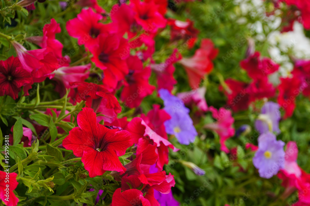 Colorful flowers Pitunia blossom in the garden ,Thailand