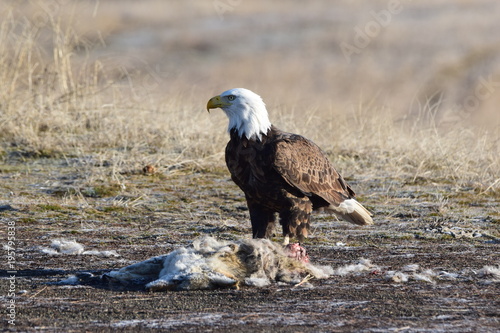 Bald eagle on a coyote carcass