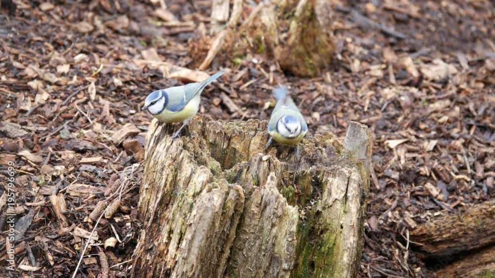Eurasian blue tits (Cyanistes caeruleus) on tree stump Eurasian blue tits (Cyanistes caeruleus) on tree stump