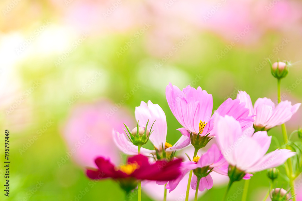 Pink and White cosmos flowers in garden ,beautiful flower