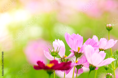 Pink and White cosmos flowers in garden ,beautiful flower © NARANAT STUDIO