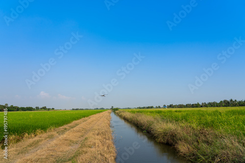 Image of the jasmine rice farm and irrigation system and the big birds flying over the field..