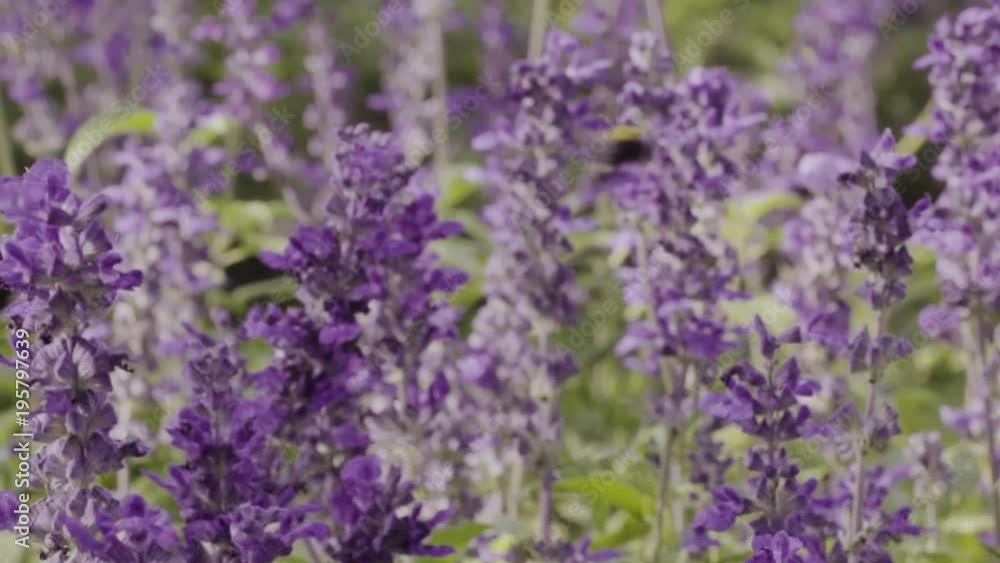 Bumble bee and lavender flowers in garden in slow motion Bumble bee and lavender flowers in garden in slow motion