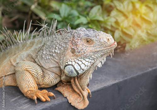 Close up portrait green iguana  Iguana iguana  large lizard reptile resting in natural