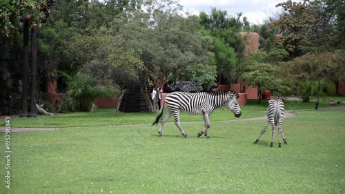 Zebras on the grass