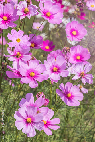 close up colorful pink cosmos flowers blooming in the field on sunny day 