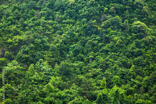 Mixed forest