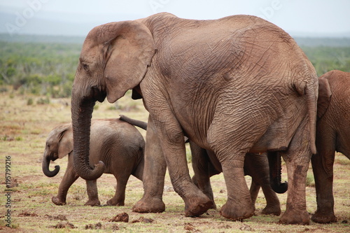 Elephant Family - Addo Elephant Park - South Africa