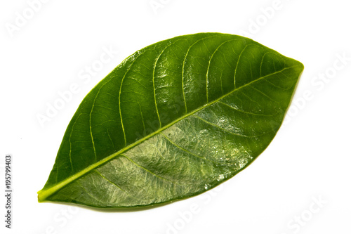 Green leaf isolated on white