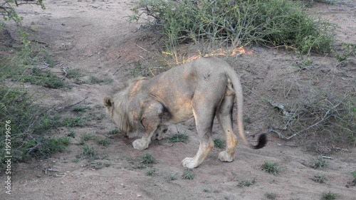 Lion smelling the ground