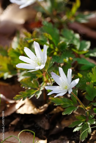 Anemone pseudoaltaica
 photo