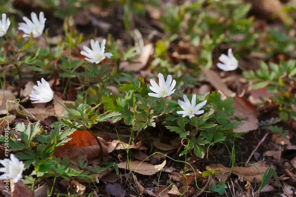 Anemone pseudoaltaica
