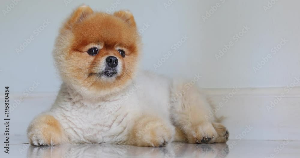 brown pomeranian dog cute smile small pet laying down in home, animal grooming short hair round face style brown pomeranian dog cute smile small pet laying down in home, animal grooming short hair round face style