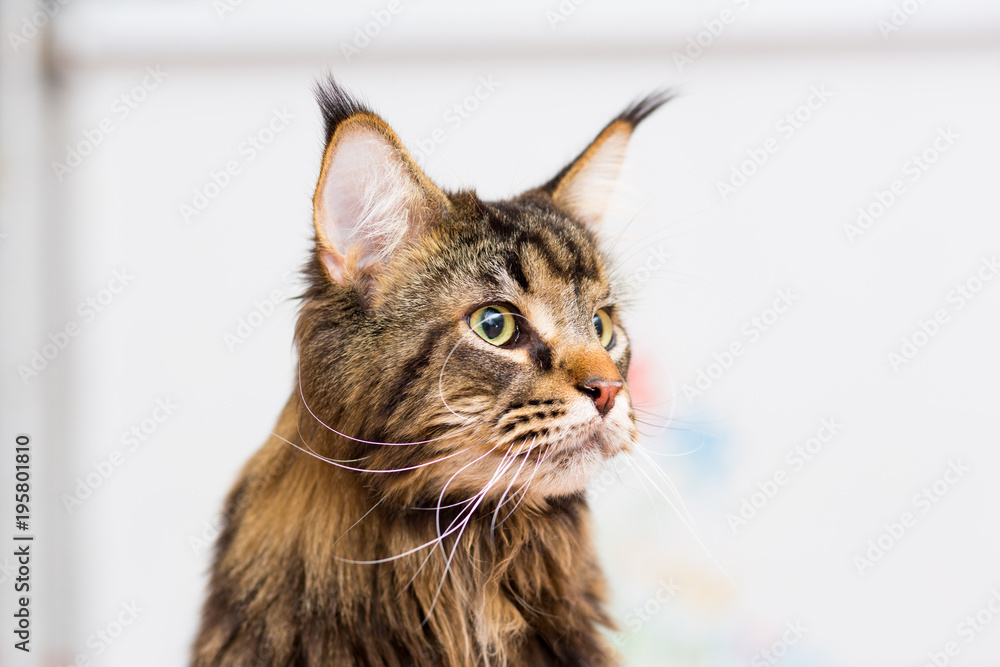 Adult cat Maine Coon portrait close-up